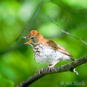 03  DQ590A-Wood-Thrush.jpg